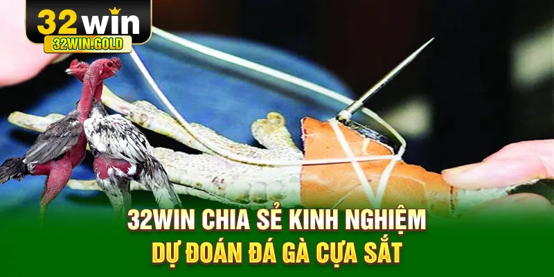 32WIN chia sẻ kinh nghiệm dự đoán đá gà cựa sắt