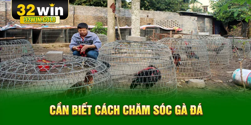Cần biết cách chăm sóc gà đá