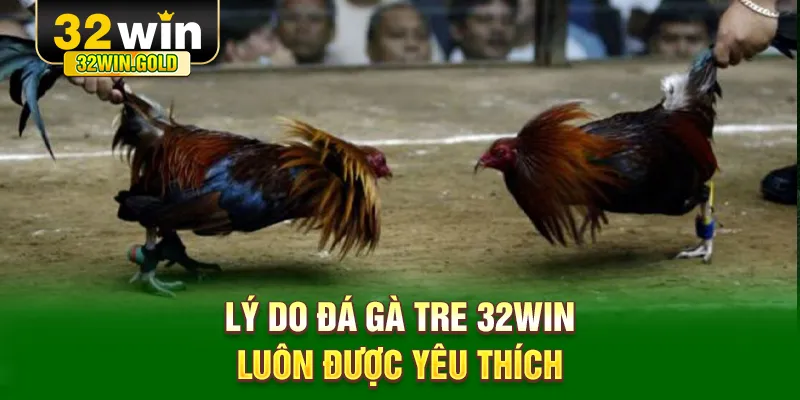 Lý do đá gà tre 32WIN luôn được yêu thích